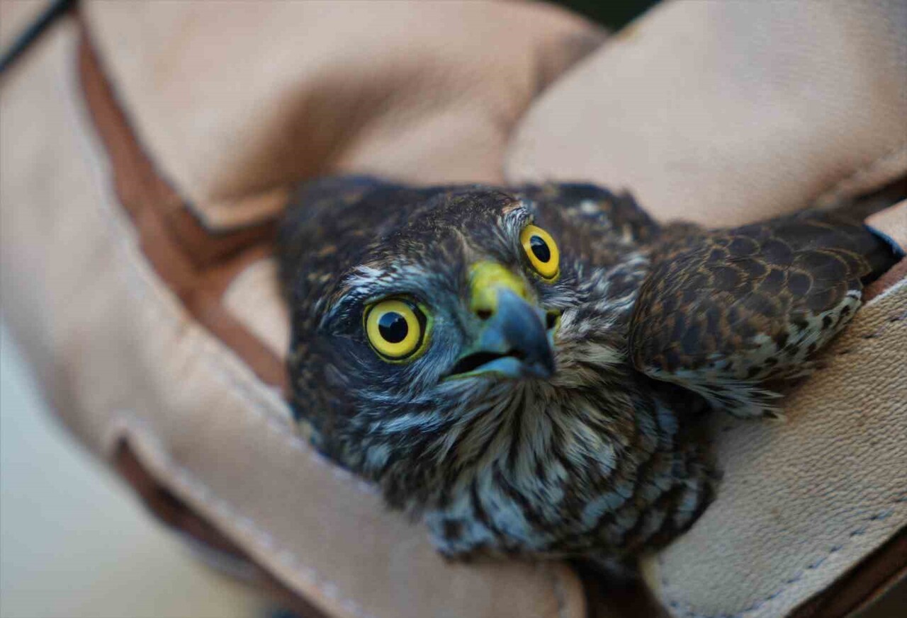 MERADA HAYVAN OTLATMA SIRASINDA BESİCİ TARAFINDAN BULUNAN VE KANADINDAN VURULDUĞU BELİRLENEN...