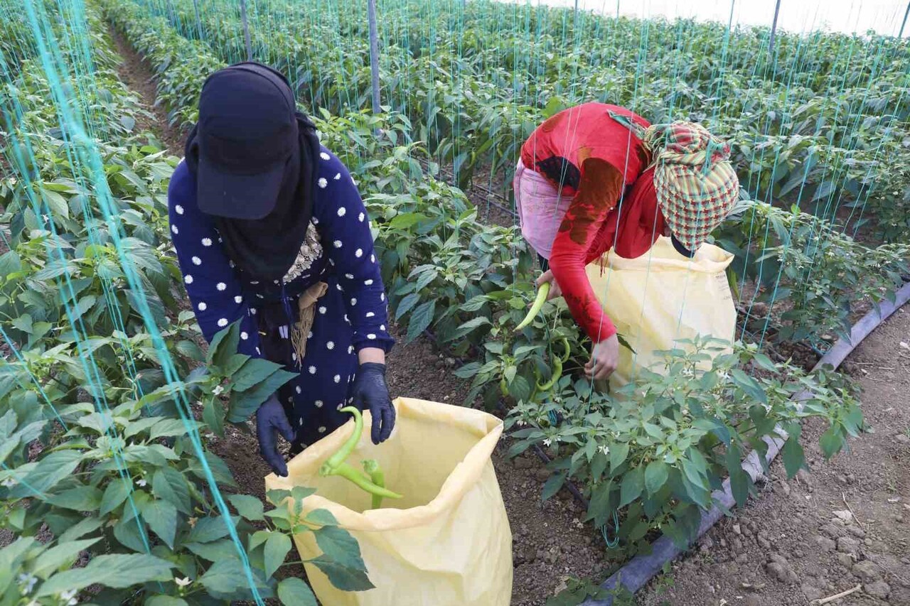 MERSİN BÜYÜKŞEHİR BELEDİYESİ, ÖRTÜ ALTI ÜRETİMDE VERİMLİLİĞİ ARTIRMAK VE ARTAN GİRDİ MALİYETLERİNİ...