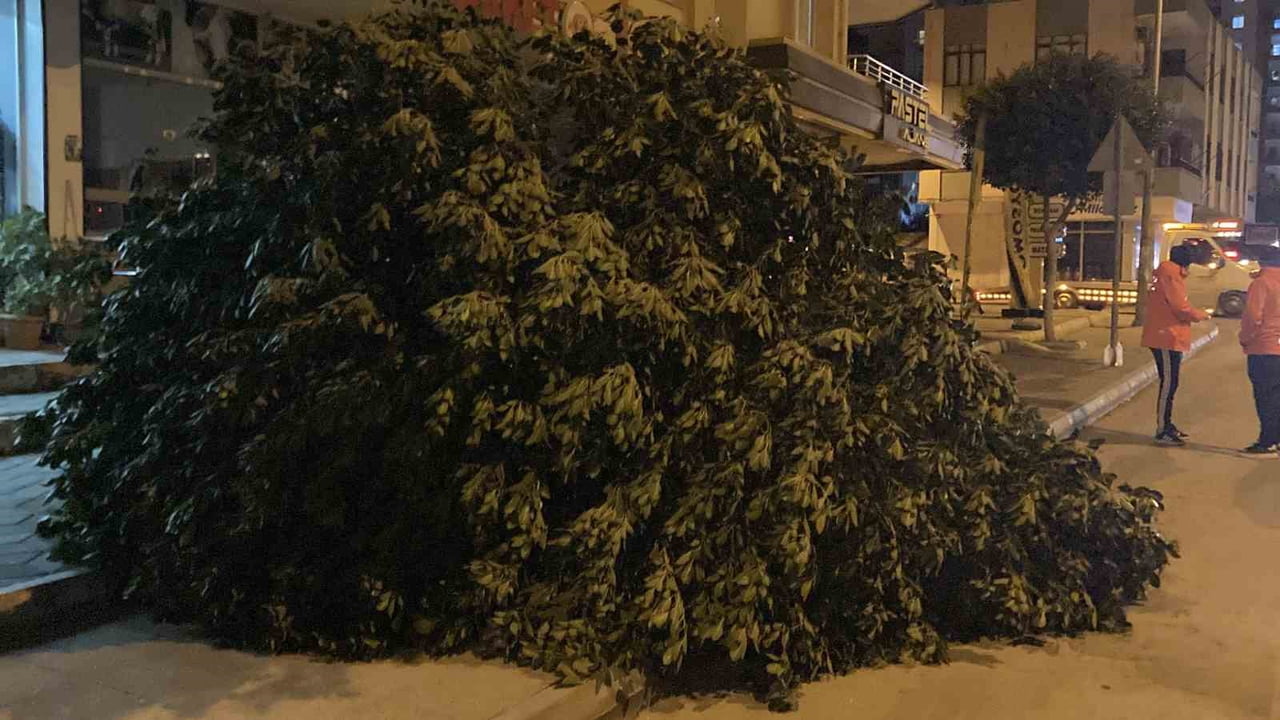 MERSİN’İN ERDEMLİ İLÇESİNDE ŞİDDETLİ RÜZGAR BİR AĞACI YERİNDEN SÖKÜP DEVİRDİ, BAŞKA BİR AĞACI DA...