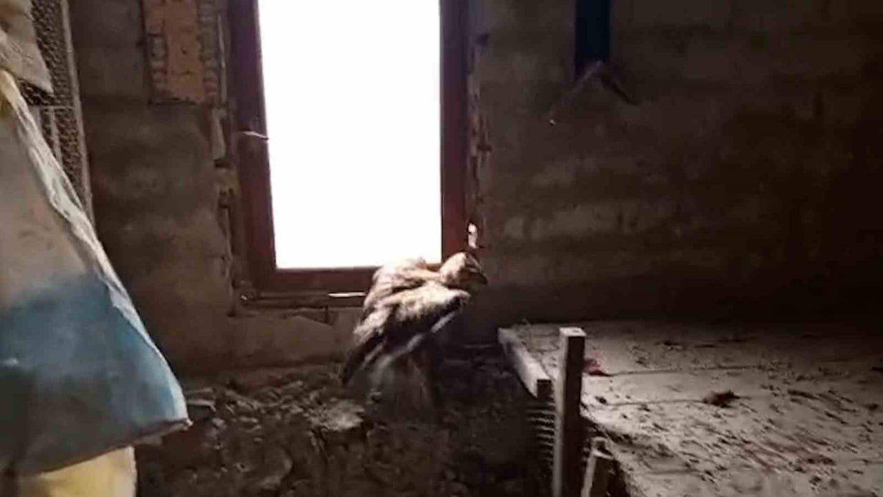 MUDURNU İLÇESİNDE BİR VATANDAŞ TARAFINDAN YARALI HALDE BULUNAN ŞAHİN, YETKİLİLERE HABER...