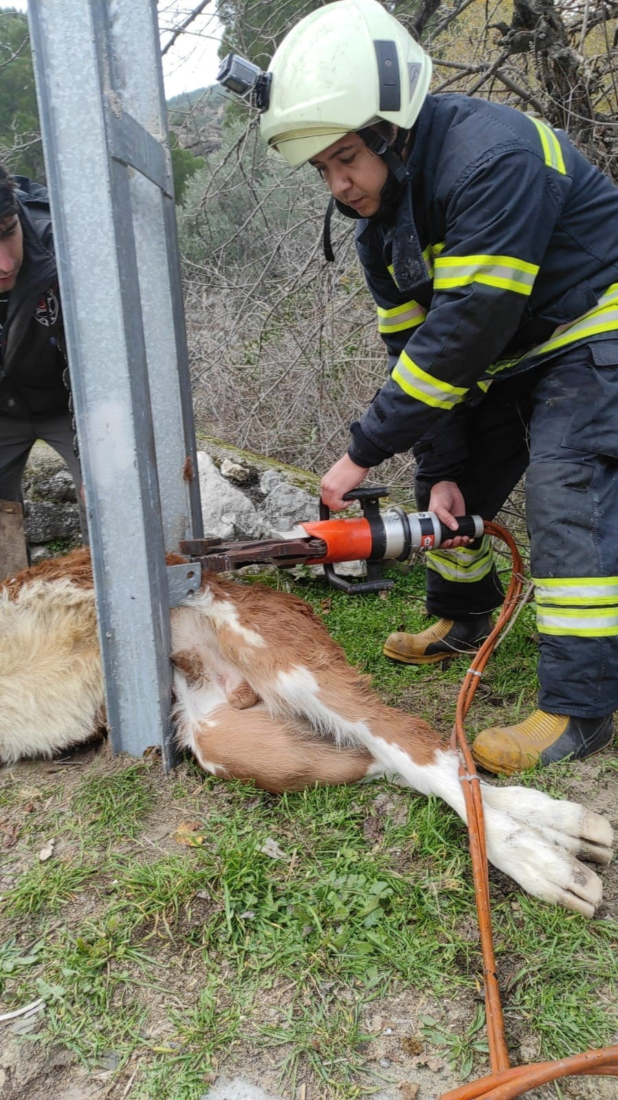 MUĞLA'NIN MİLAS İLÇESİNDE AYDINLATMA DİREĞİNE SIKIŞARAK MAHSUR KALAN BUZAĞIYI İTFAİYE EKİPLERİ...