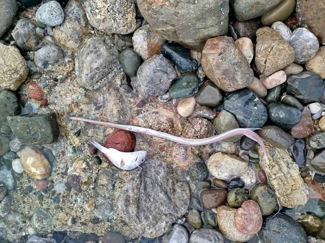 MUĞLA’NIN DATÇA İLÇESİNDE DÜN SABAH SAATLERİNDE SAHİLE VURAN ÇOK SAYIDA ÖLÜ BALIK, VATANDAŞLAR...