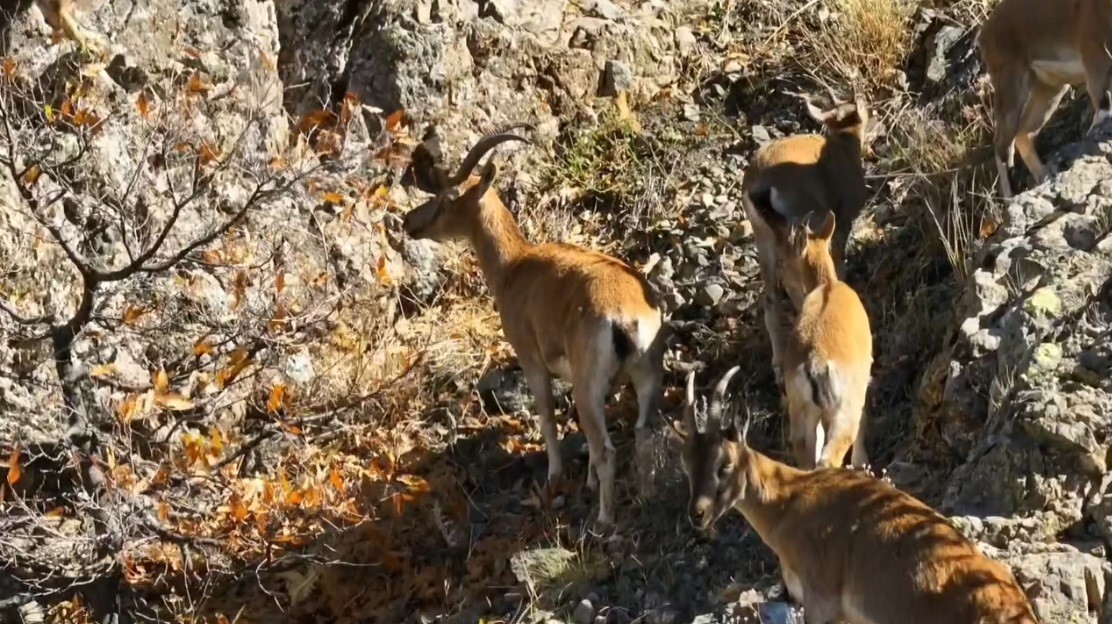 MUNZUR’UN SARP KAYALIKLARINDA YABAN KEÇİLERİ