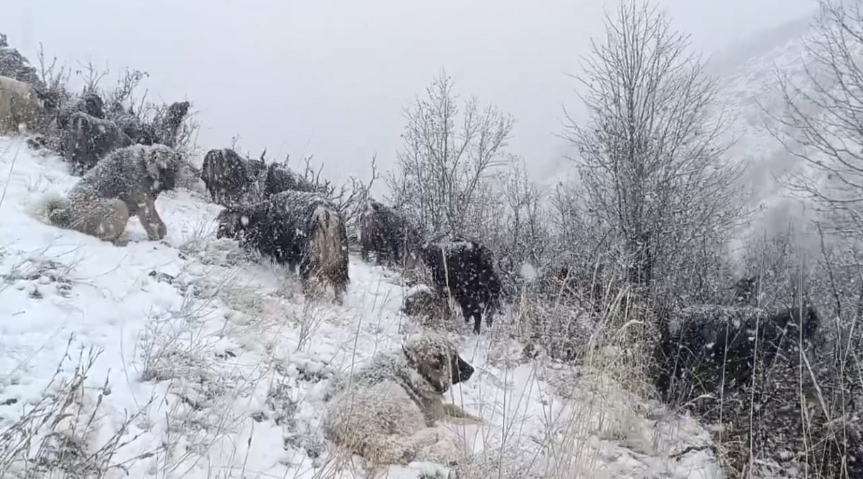 MUŞ’TA ETKİLİ OLAN KAR YAĞIŞIYLA BİRLİKTE YÜKSEK RAKIMLI KÖYLER BEYAZA BÜRÜNÜRKEN, DAĞDA HAYVAN...