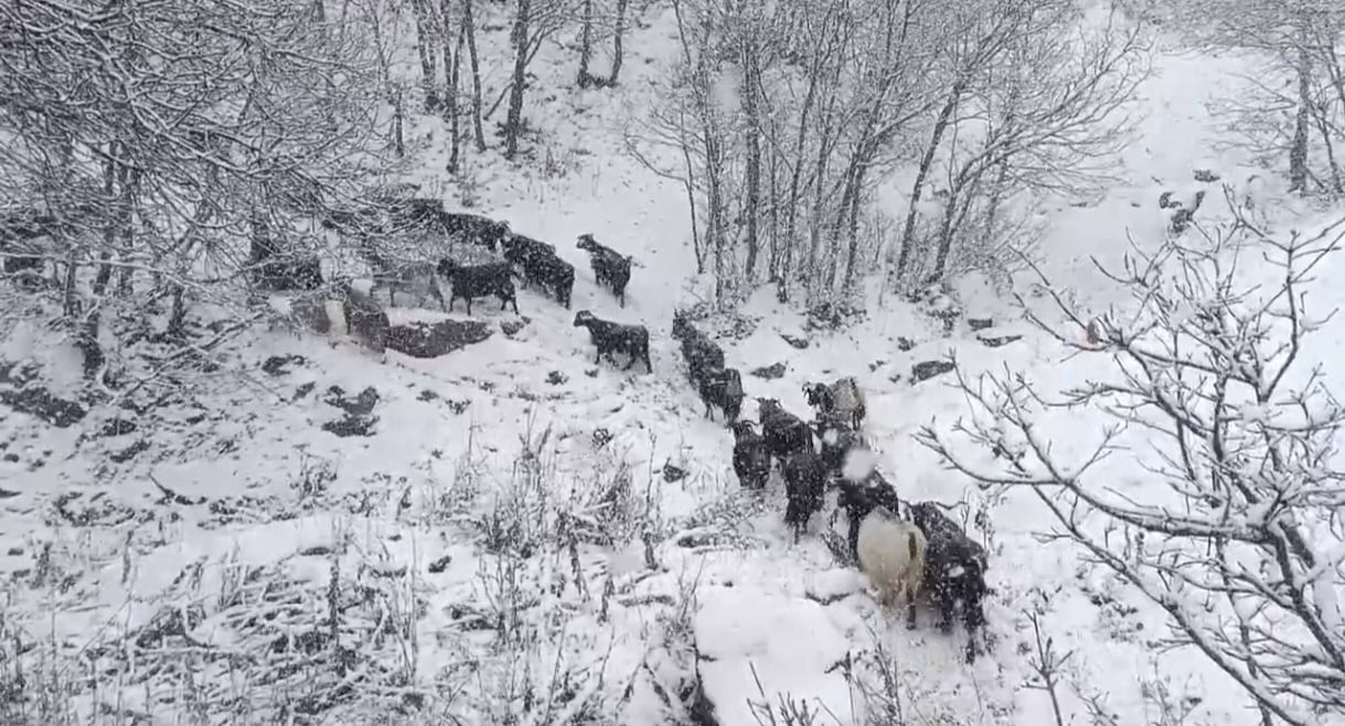 MUŞ’TA ETKİLİ OLAN KAR YAĞIŞIYLA BİRLİKTE YÜKSEK RAKIMLI KÖYLER BEYAZA BÜRÜNÜRKEN, DAĞDA HAYVAN...