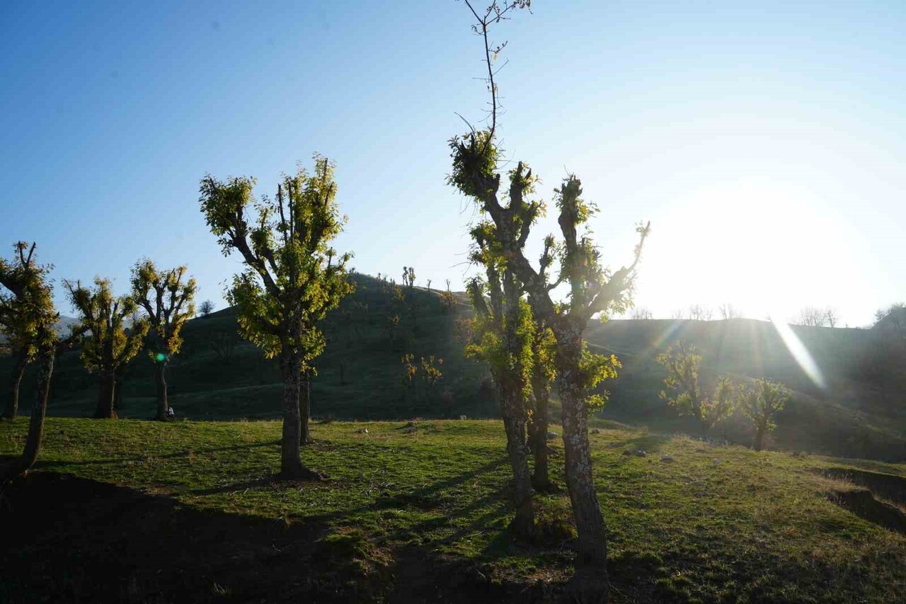 MUŞ’UN HASKÖY İLÇESİ KIRSALINDA MEŞE AĞAÇLARININ SONBAHAR MEVSİMİNDE YENİDEN YAPRAK AÇMASI...