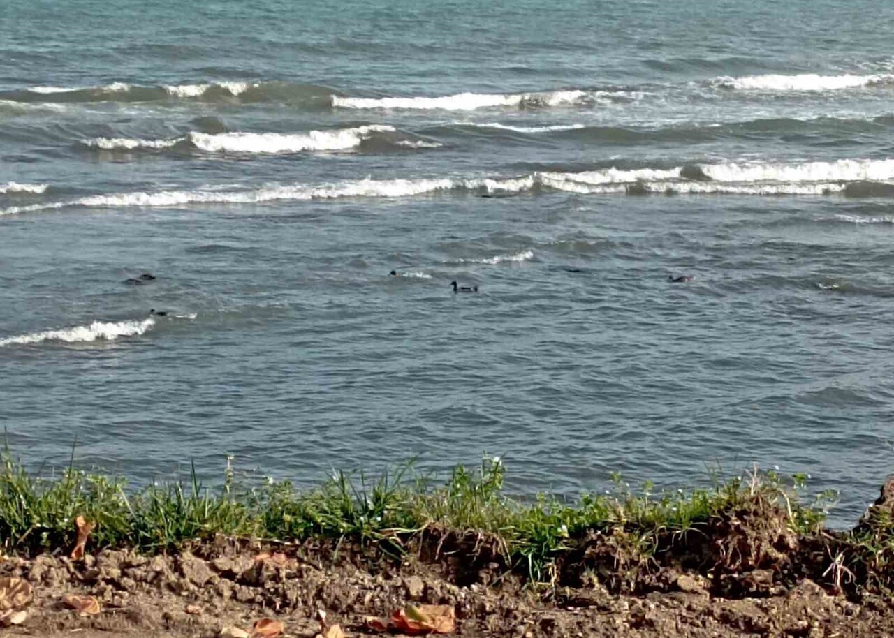 ORDU'NUN ÜNYE İLÇESİNDE MEVSİM NORMALLERİNDE SEYREDEN HAVA SICAKLIKLARININ YAŞANDIĞI GÜNLERDE...