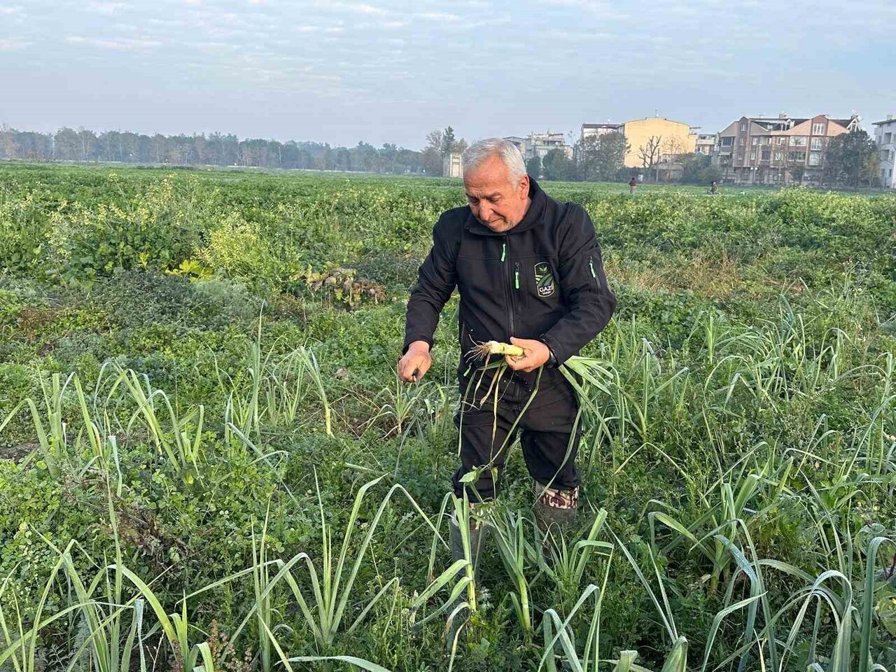 OSMANGAZİ BELEDİYESİ İŞTİRAKİ GAZİ TARIM A.Ş. TARAFINDAN ATA TOHUMUNDAN KİMYEVİ GÜBRE VE TARIM...