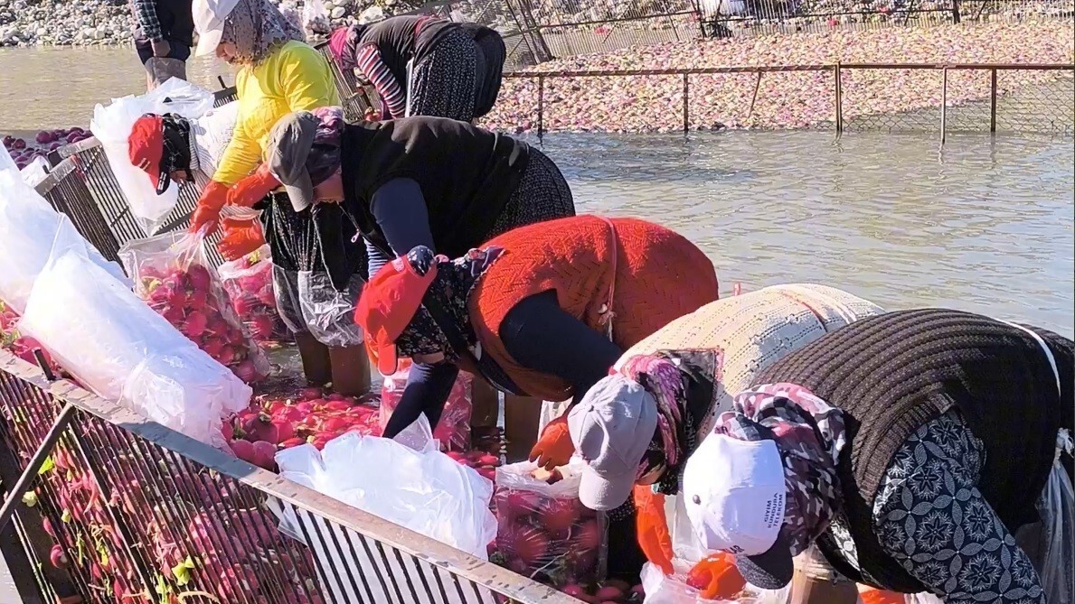 OSMANİYE'NİN KADİRLİ İLÇESİNDE TURP HASADIYLA BİRLİKTE KADINLARIN ZORLU MESAİSİ DEVAM EDİYOR....