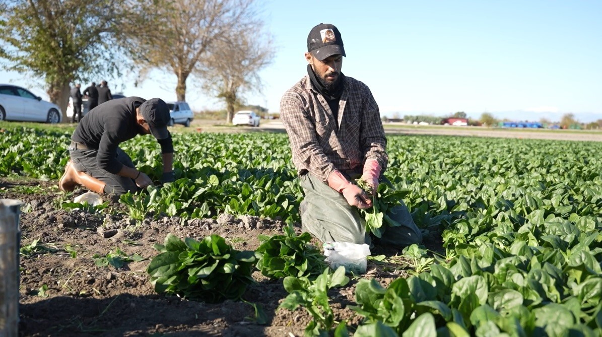 OSMANİYE’DE ISPANAK HASADI BAŞLADI