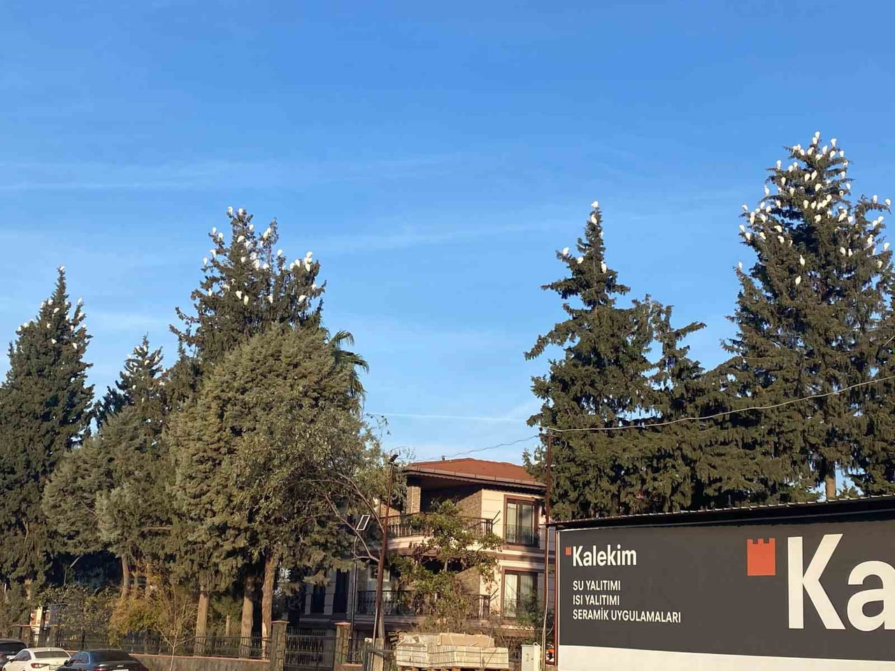 OSMANİYE’DE SIĞIR BALIKÇILLARININ KIŞ KONAKLAMASI İLGİ ÇEKİYOR