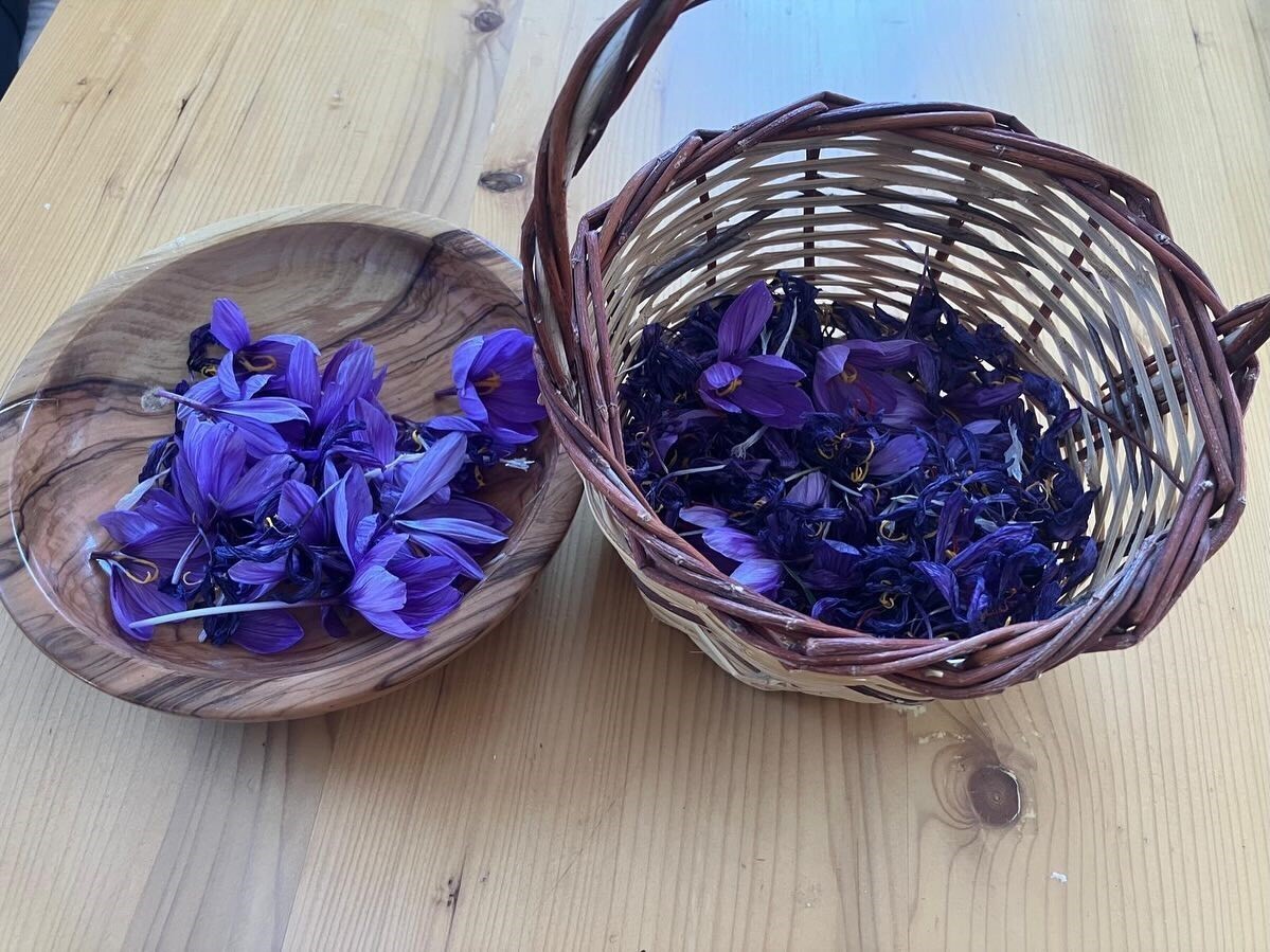 OSMANİYE’DE YÜKSEK GETİRİLİ SAFRANA İLGİ ARTIYOR