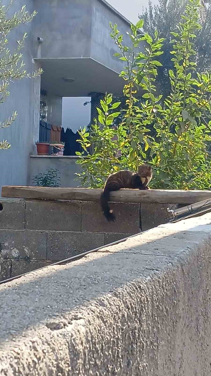 OSMANİYE ŞEHİR MERKEZİNDE, GÜNDÜZ SAATLERİNDE BİR DUVARIN ÜZERİNE ÇIKIP GÜNEŞLENEN SANSAR...