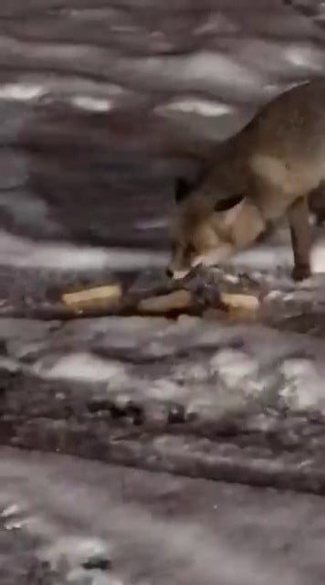 POSOF İLÇESİNDE AÇ KALAN 2 TİLKİ YİYECEK ARAMAK İÇİN YERLEŞİM YERLERİNDE EVLERİN ÖNLERİNE KADAR...