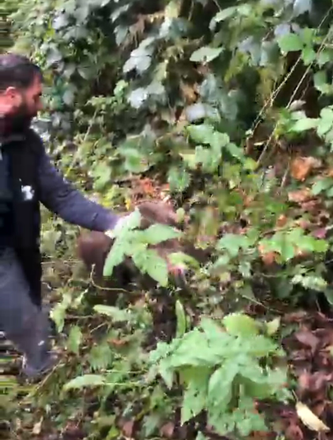 RİZE'NİN ÇAMLIHEMŞİN İLÇESİNE BAĞLI AYDER YAYLASI'NDA BİR AĞACA TIRMANDIKTAN SONRA İNEMEYEREK...