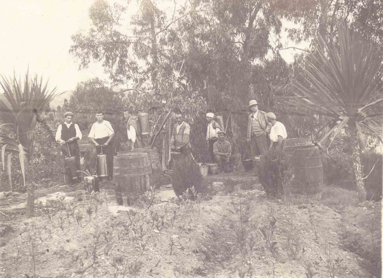 RİZE’DE ÇAYIN TARİHİNİN YILLAR SONRA ORTAYA ÇIKAN ARŞİVLE DAHA DA ESKİ TARİHLERE DAYANDIĞI ORTAYA...