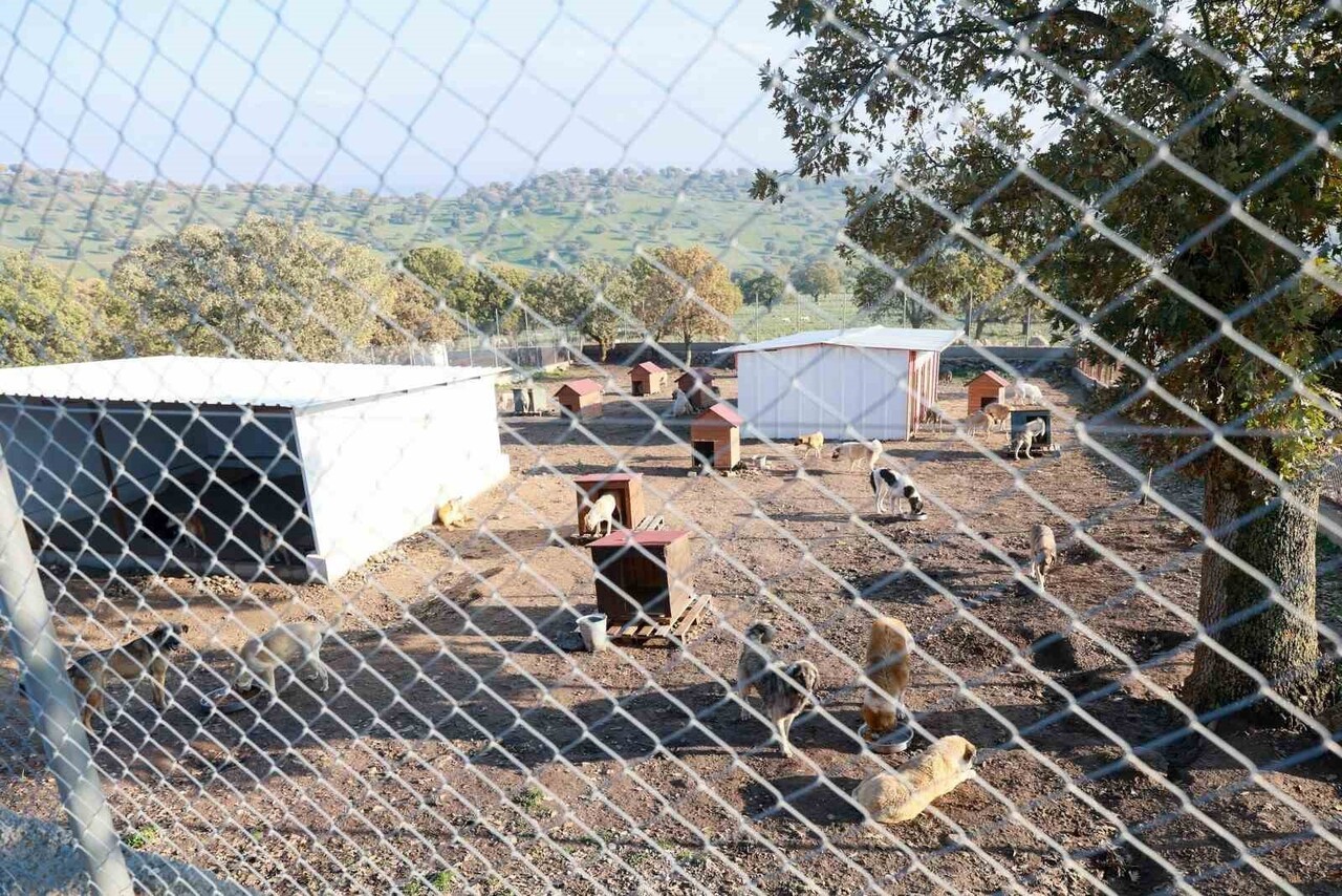 SAHİPSİZ HAYVANLAR BAKIMEVİ