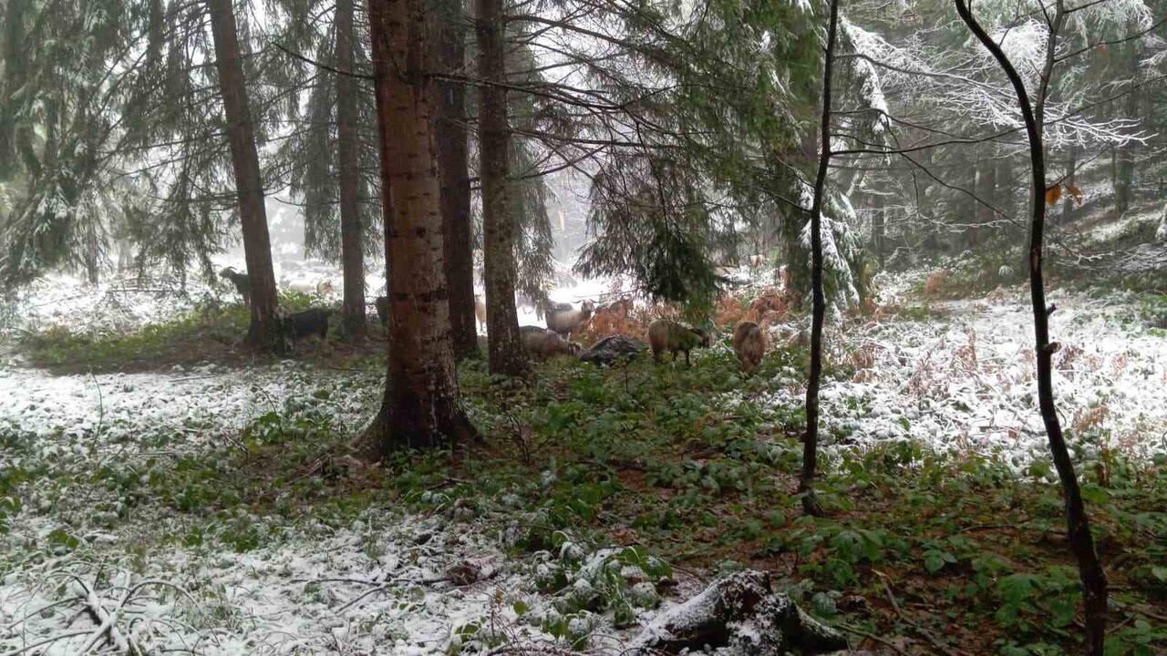 SAKARYA'NIN HENDEK İLÇESİNİN YÜKSEK KESİMLERİNDE ETKİLİ OLAN KAR YAĞIŞI, YAYLALARI BEYAZ ÖRTÜYLE...