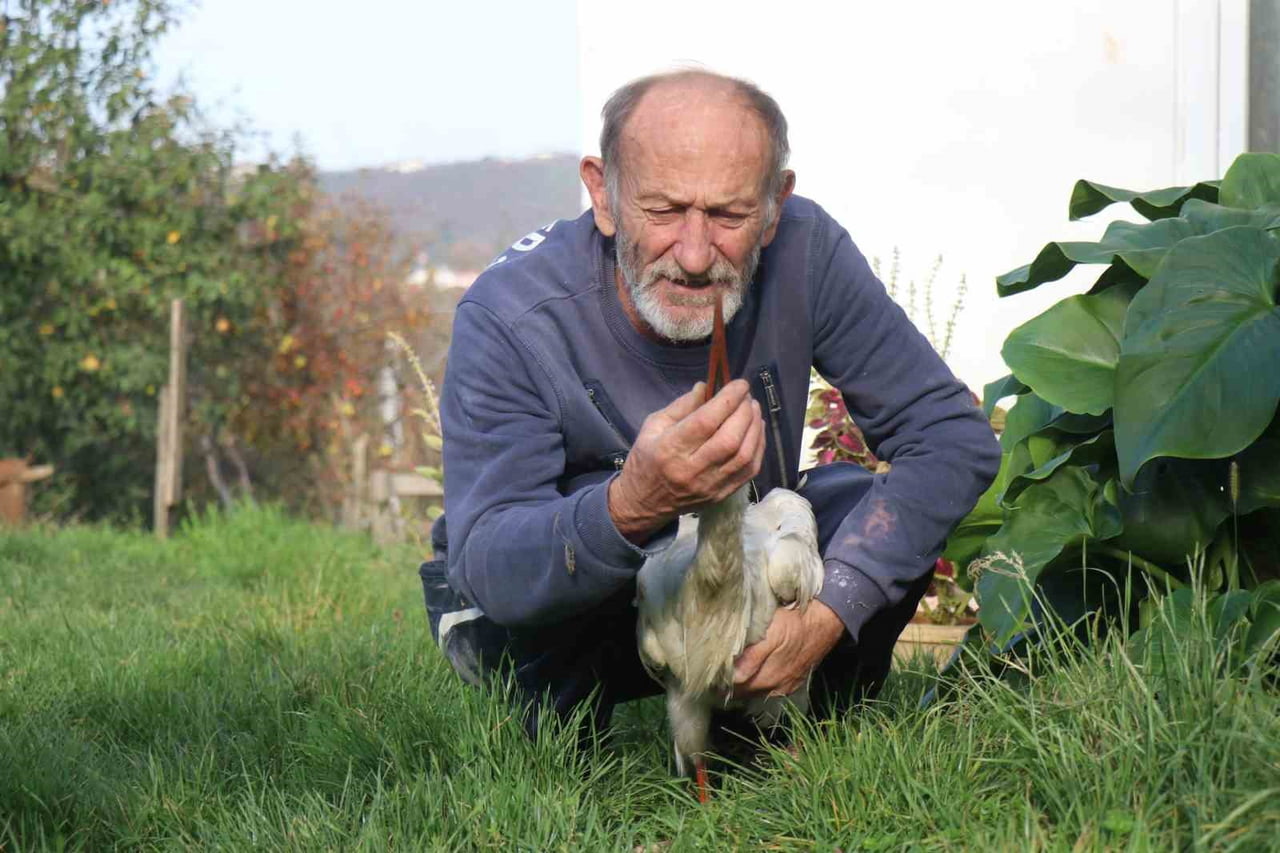 SAKARYA'NIN KOCAALİ İLÇESİNDE ANNESİNİN YUVADAN ATTIĞI LEYLEK, BİR MAHALLE SAKİNİNİN SAHİP...