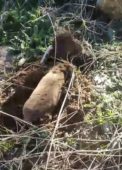 SALİHLİ İLÇESİNDE NADİR RASTLANAN YER ALTI CANLILARINDAN BİRİ OLAN KÖSTEBEK, CEP TELEFONU...