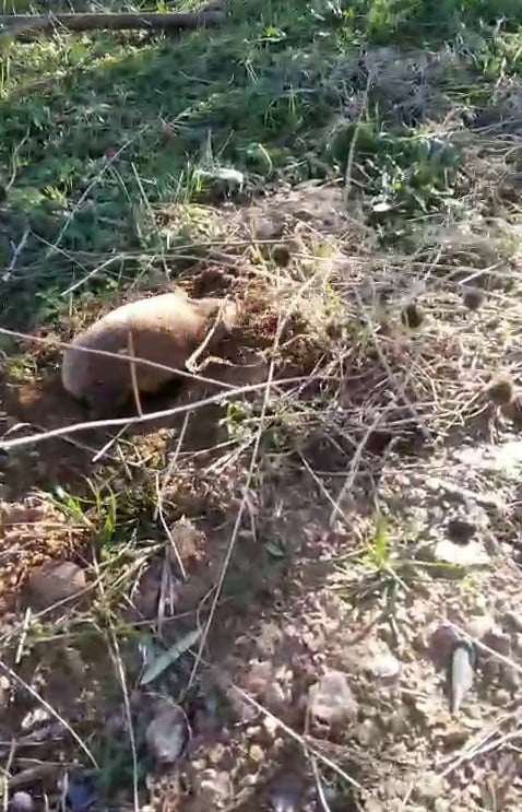 SALİHLİ İLÇESİNDE NADİR RASTLANAN YER ALTI CANLILARINDAN BİRİ OLAN KÖSTEBEK, CEP TELEFONU...