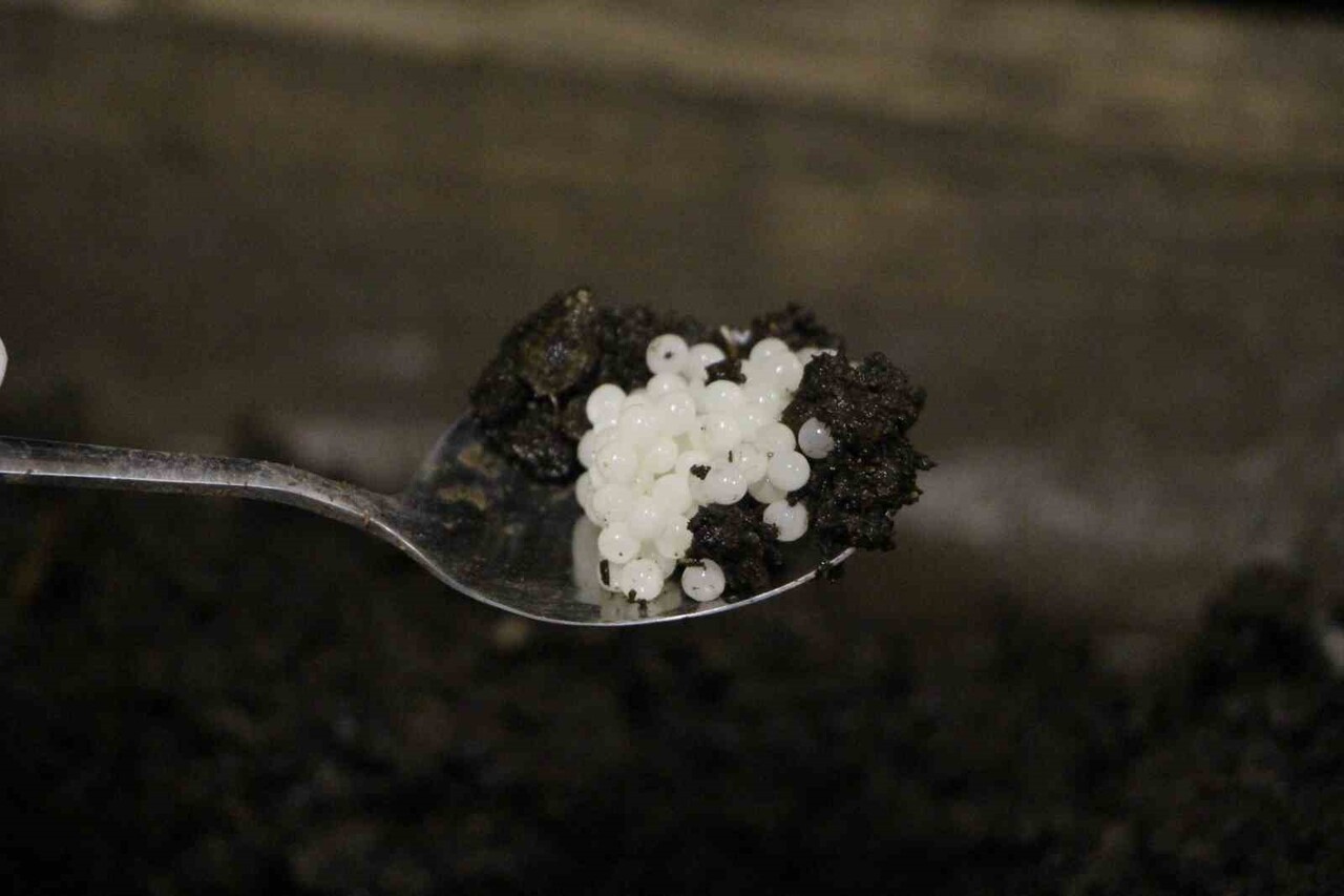 SALYANGOZ YUMURTALARI, GASTRONOMİ DÜNYASINDA "BEYAZ HAVYAR" OLARAK BİLİNİYOR VE KİLOGRAMI DÜNYA...