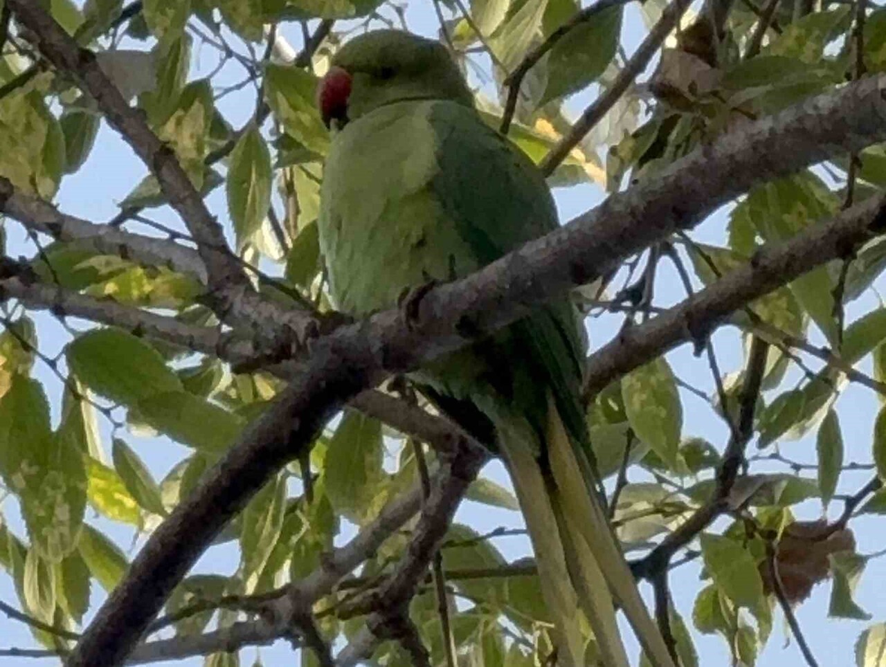 SAMSUN ADLİYE SARAYI BAHÇESİNDEKİ AĞAÇLARA YER ALAN PAKİSTAN PAPAĞANLARI DİKKAT ÇEKİYOR.