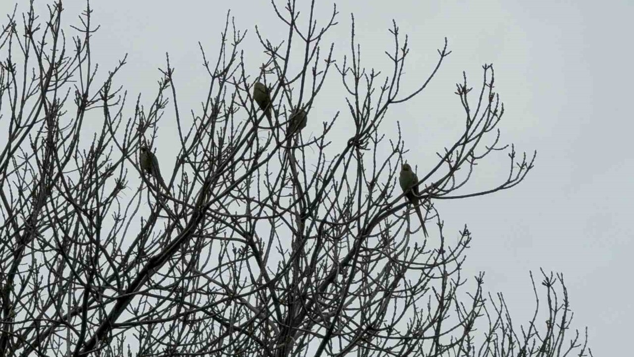 SAMSUN ADLİYE SARAYI BAHÇESİNDEKİ AĞAÇLARA YER ALAN PAKİSTAN PAPAĞANLARI DİKKAT ÇEKİYOR.