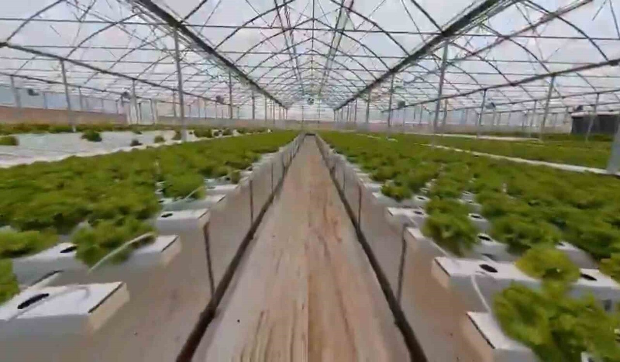 SAMSUN BAFRA SERA ORGANİZE TARIM BÖLGESİ’NDE MODERN SERALARDA TOPRAKSIZ TARIMLA ÜRETİM ARTARKEN...