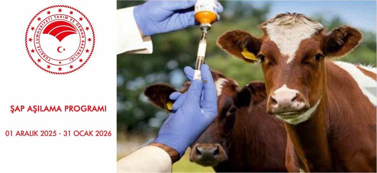 SAMSUN’UN 2026 YILI ŞAP AŞILAMA PROGRAMI ÜÇ DÖNEM HALİNDE UYGULANACAK. PROGRAMIN İLK DÖNEMİ 1...