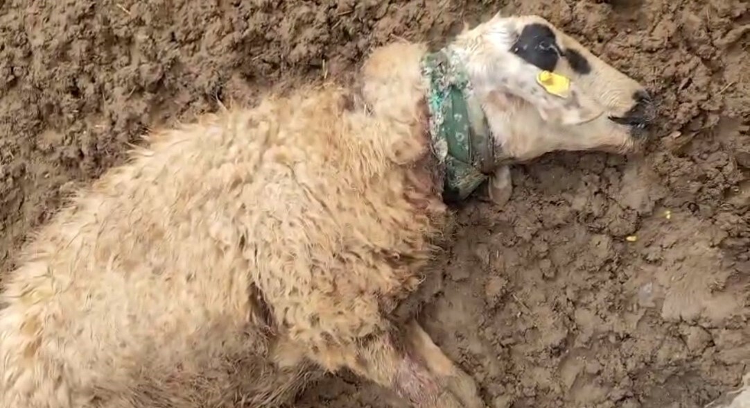 ŞANLIURFA'NIN KIRSALINDA KURT SALDIRISINA UĞRAYAN SÜRÜDEKİ 18 KOYUN TELEF OLDU.