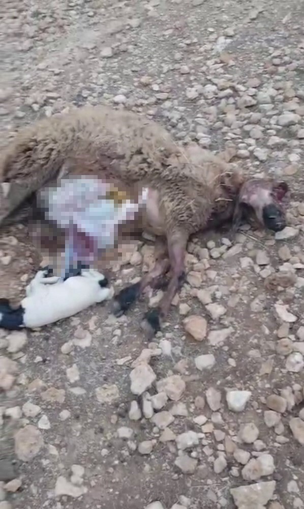 ŞANLIURFA'NIN KIRSALINDA KURT SALDIRISINA UĞRAYAN SÜRÜDEKİ 18 KOYUN TELEF OLDU.