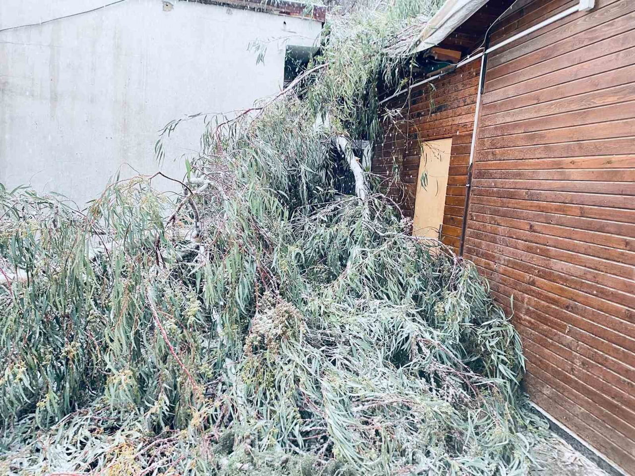 ŞANLIURFA’DA ETKİSİNİ SÜRDÜREN KAR YAĞIŞI NEDENİYLE BİRECİK İLÇESİNDE BİRÇOK AĞACIN DALLARI...