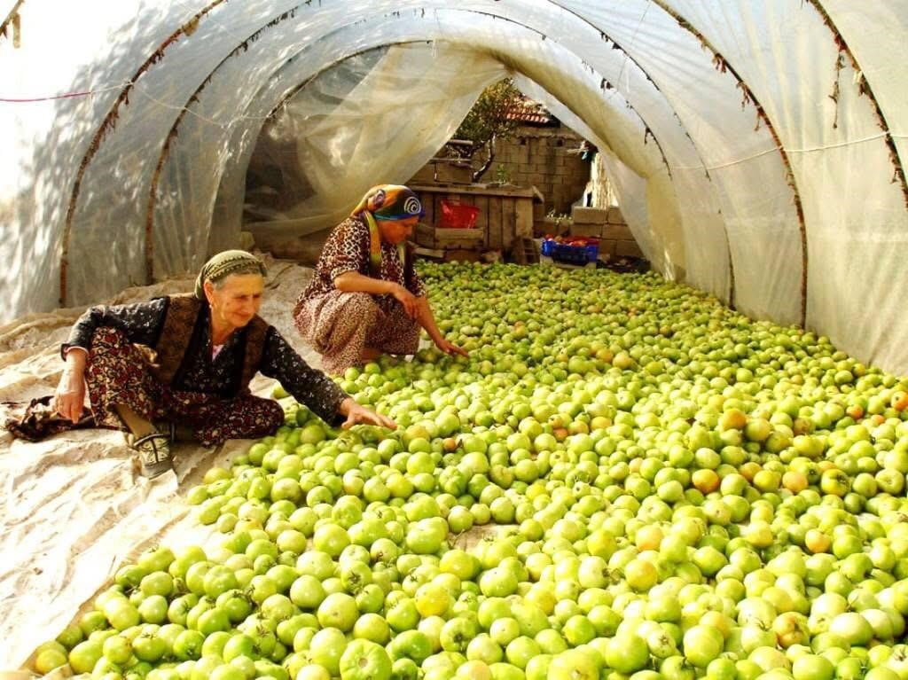 SARIGÖL’DE DOMATES ÜRETİCİLERİ, GECELERİ ETKİLİ OLAN KIRAĞIYA KARŞI YEŞİL HALDE TOPLADIKLARI...