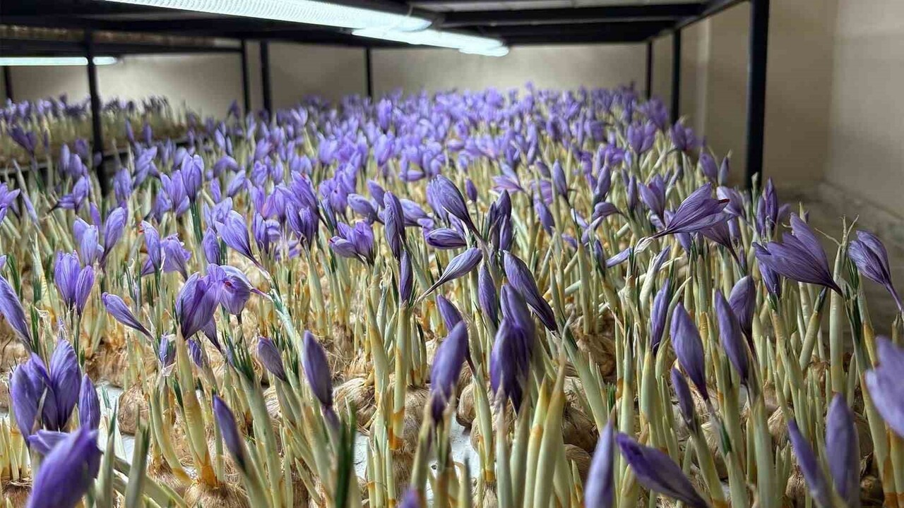 ŞEYDA YOLTAŞ, KAPALI ORTAMDA UYGULANAN UZAY TARIMI YÖNTEMİYLE 50 METREKARELİK BİR ALANDA SAFRAN...