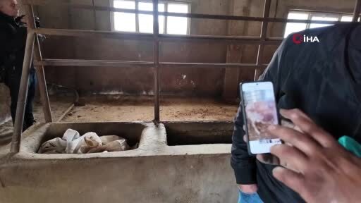 Siirt'te 3 buçuk ayda 54 büyükbaş hayvanı telef olan besicinin zararı 8 milyon lirayı buldu