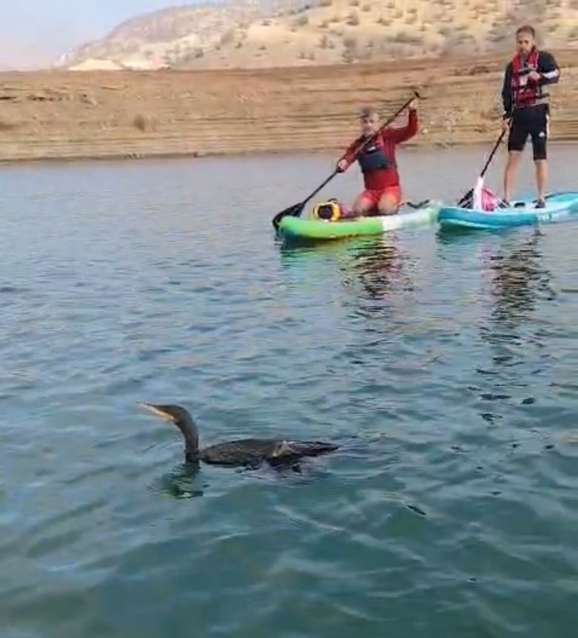 SİİRT’TE KANO VE SUP TOPLULUĞUNUN BOTAN VADİSİ’NDE YARALI BULDUĞU KARABATAK KUŞUNU KURTARMA ÇABASI...