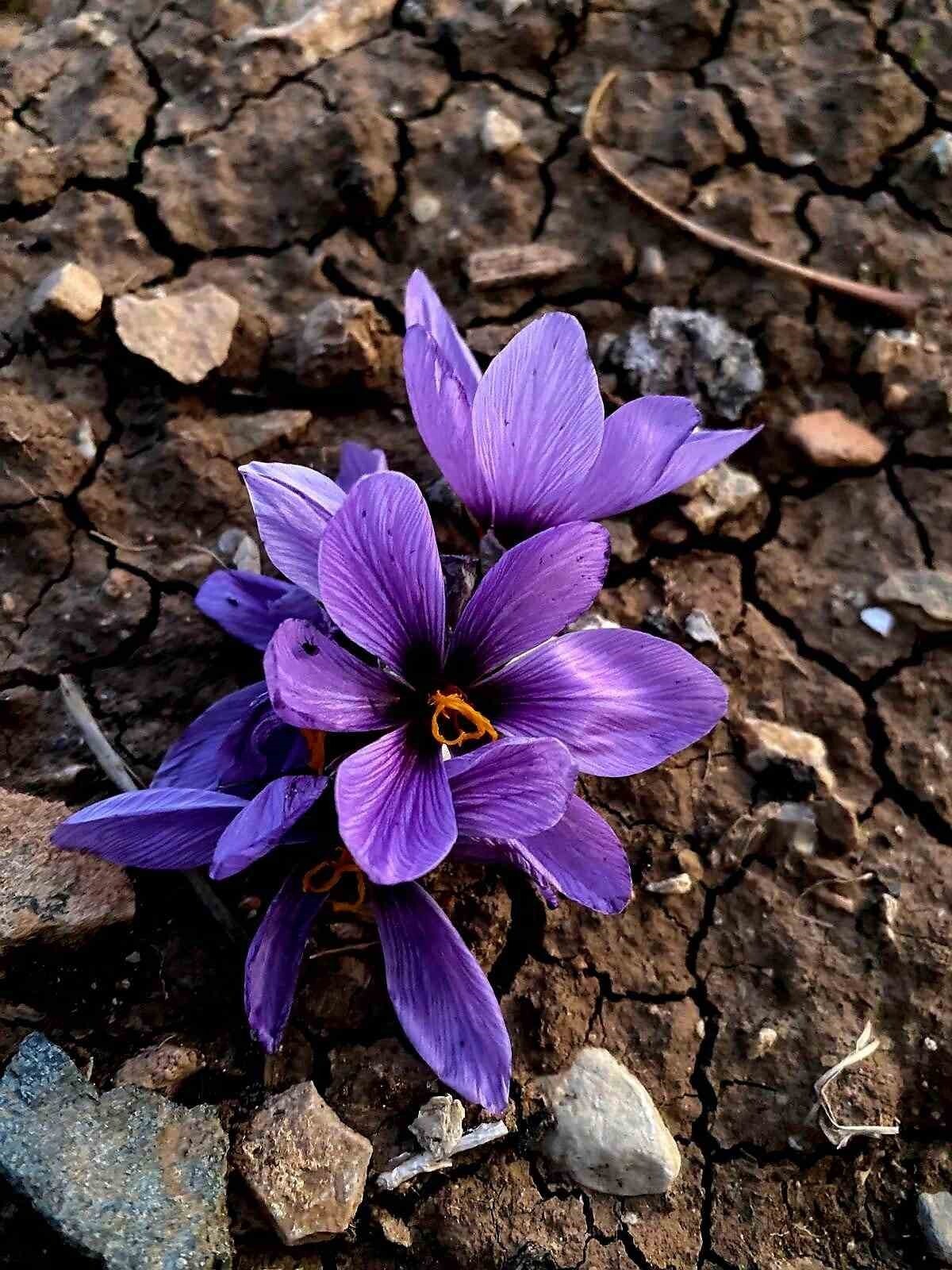 SİİRT’TE TARIMSAL ÜRETİMDE ÇEŞİTLİLİĞİ ARTIRMAYA YÖNELİK KENTTE İLK KEZ SAFRAN BİTKİSİ BAŞARIYLA...