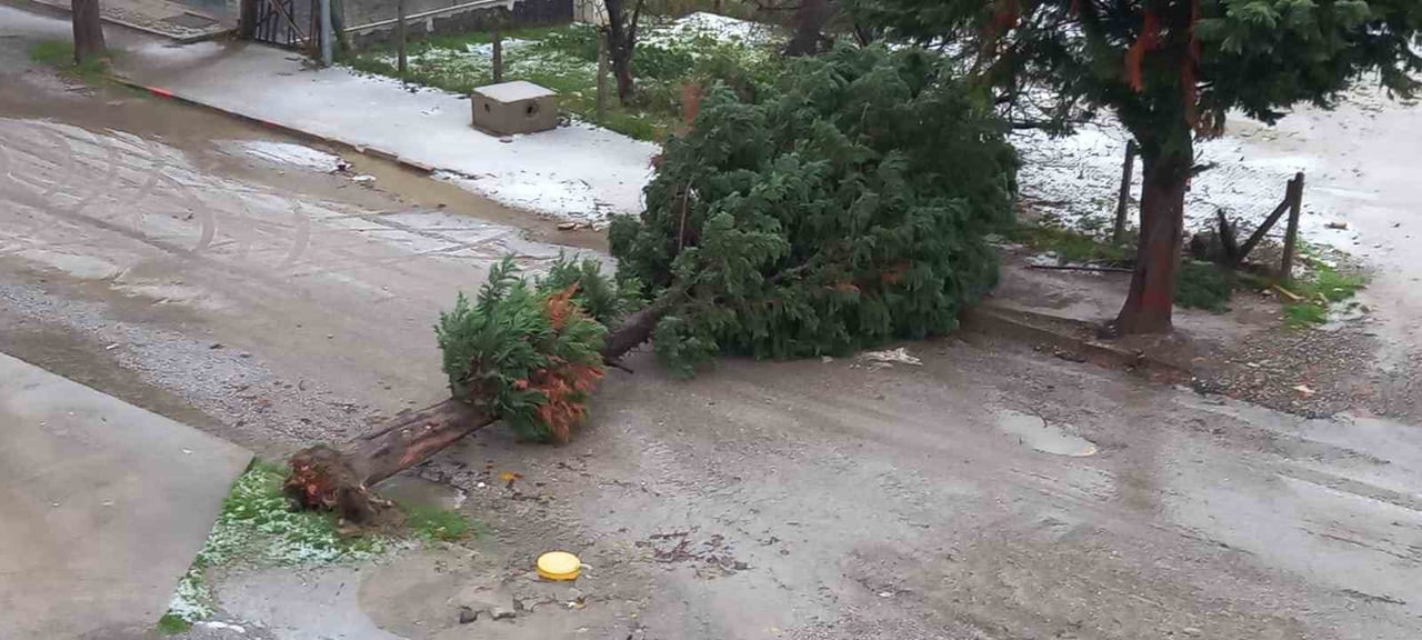 SİNOP'UN TÜRKELİ İLÇESİNDE ETKİLİ OLAN FIRTINA NEDENİYLE BİR AĞAÇ DEVRİLEREK YOLU...