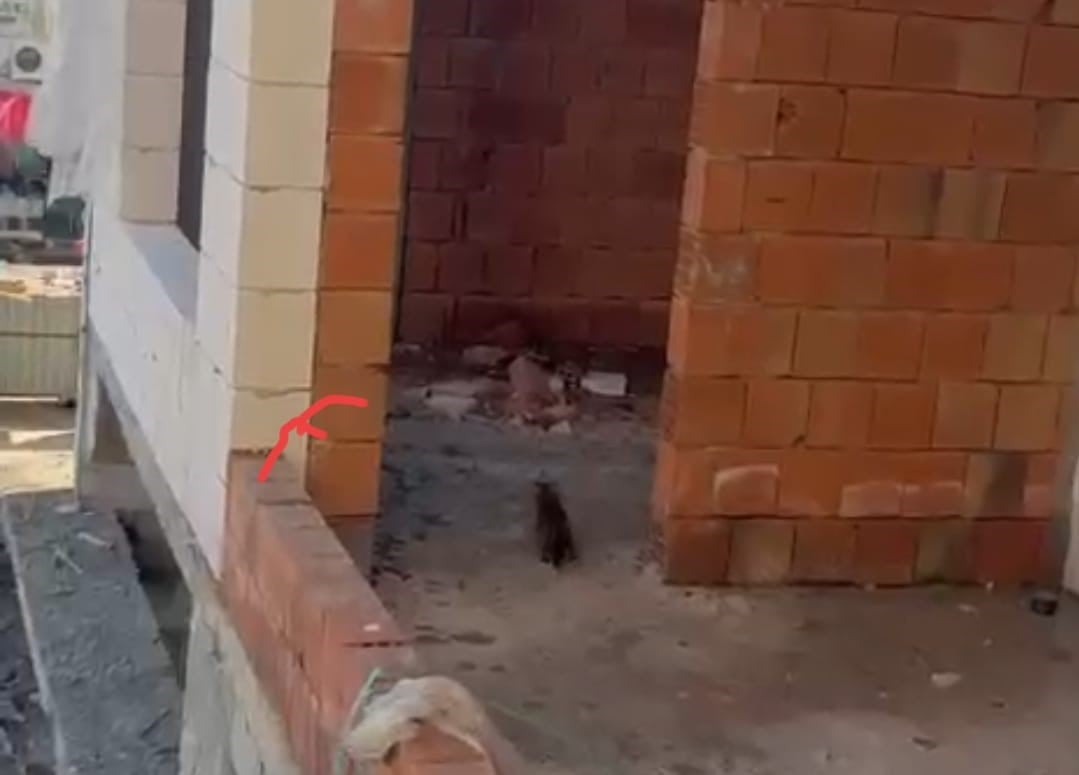 ŞIRNAK’IN CİZRE İLÇESİNDE BİR İŞ MERKEZİNİN ASANSÖR BOŞLUĞUNDA MAHSUR KALAN KEDİ İÇİN İTFAİYE...