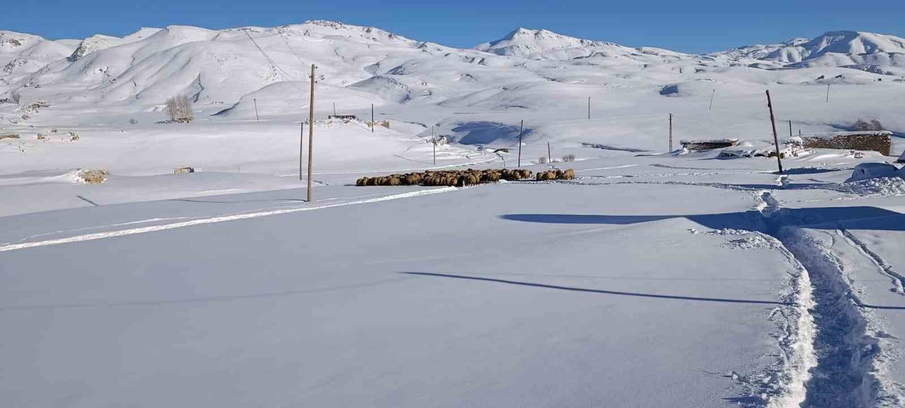 ŞIRNAK’TA BİR AİLE KOYUNLARI İÇİN YAYLADA KALMA KARARI ALDI. FARAŞİN YAYLASINDA KALAN AİLE...