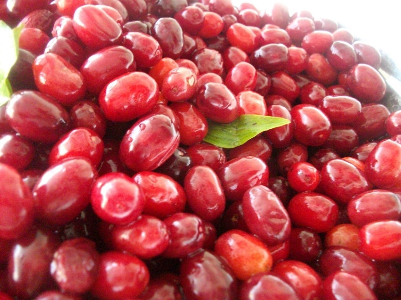 SOĞUK ALGINLIĞINA DOĞAL ÇÖZÜM: KIZILCIK