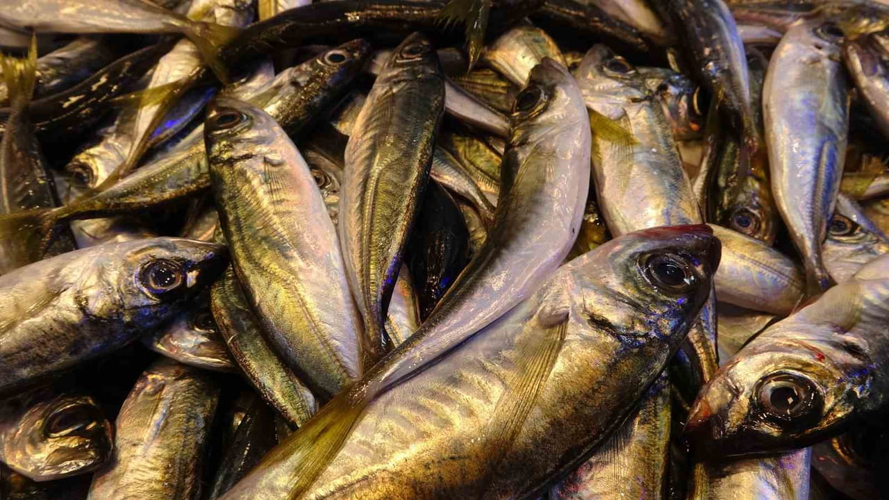 SON GÜNLERDE HAVALARIN SOĞUMASIYLA BİRLİKTE BOL AVLANMASI BEKLENEN HAMSİ, KARADENİZ’DE ETKİLİ OLAN...