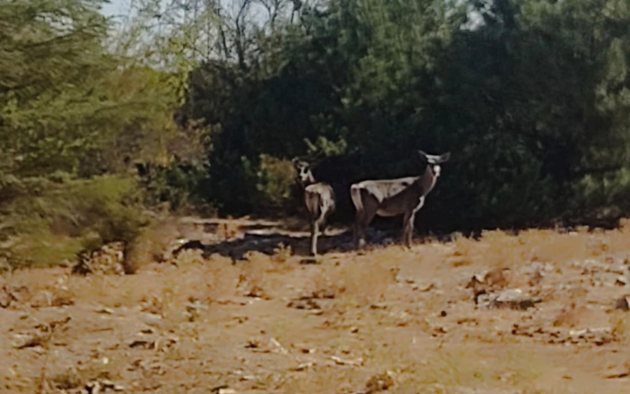 SPİL DAĞI MİLLİ PARKI’NA 2022 YILINDA DOĞAYA KAZANDIRILAN KIZIL GEYİKLERDEN İKİ TANESİ, AYLAR...