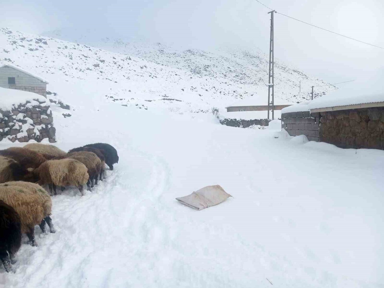 SÜPHAN DAĞI ETEĞİNDE BULUNAN KIŞKILI KÖYÜNDE ETKİLİ OLAN YOĞUN KAR YAĞIŞI, HAYVANCILIKLA GEÇİMİNİ...