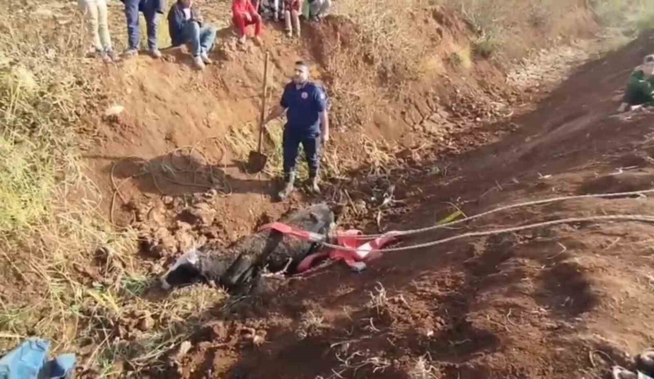 TAHLİYE KANALINA DÜŞEN İNEK KURTARILDI