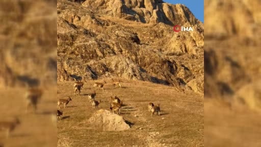 Tarihi Palu kalesinde dağ keçileri görüldü