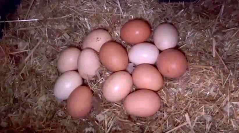 TAVUKLARIN YUMURTA VERİMİNİN ARTTIĞI BELİRTİLDİ