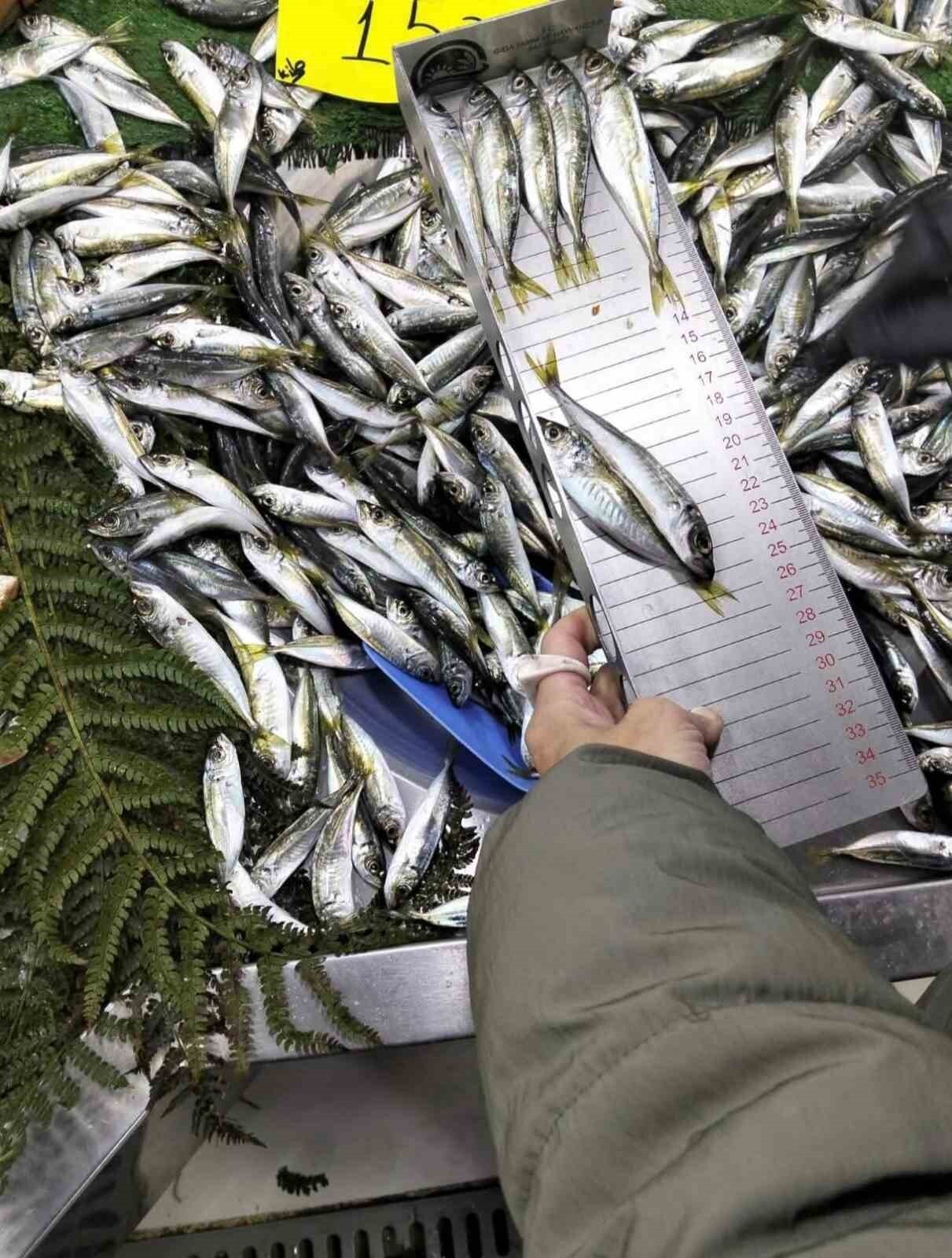 TEKİRDAĞ ÇORLU’DA CİMER İHBARI ÜZERİNE YAPILAN DENETİMDE AVLANABİLİR ASGARİ BOY ÖLÇÜLERİNE AYKIRI...