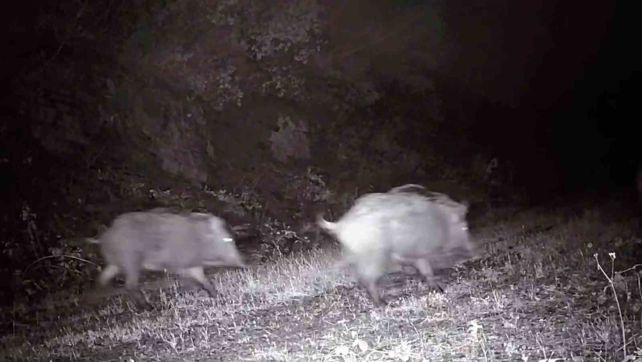 TEKİRDAĞ’DA DOĞAYA YERLEŞTİRİLEN FOTOKAPAN KAMERASINA SÜRÜ HALİNDE DOLAŞAN YABAN DOMUZLARI...